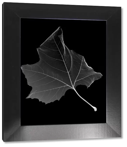 Maple leaf, X-ray