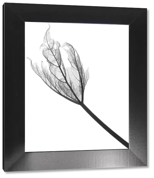 Rhubarb leaf (Rheum sp. ), X-ray