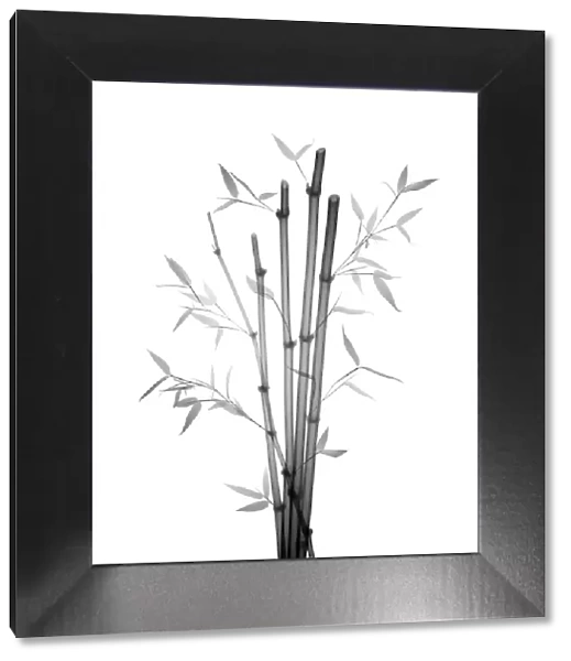 Bamboo (Phyllostachys aurea), X-ray