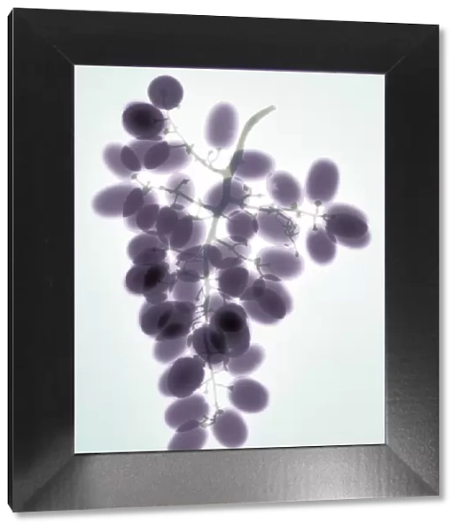 Grapes, X-ray