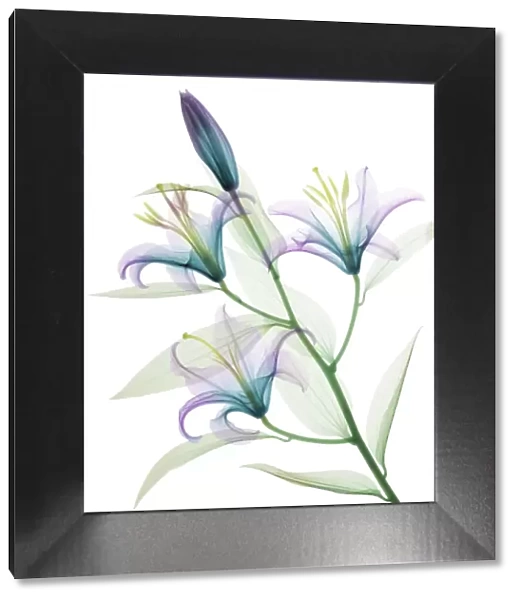 Oriental stargazer lily (Lilium sp. ), coloured X-ray
