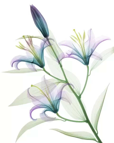 Oriental stargazer lily (Lilium sp. ), coloured X-ray