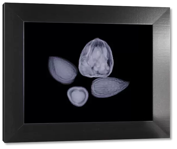 Assorted nuts, X-ray