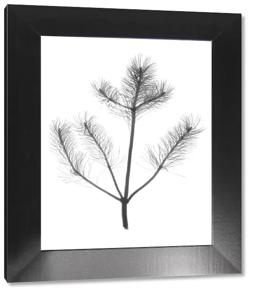 Pine (Pinus sp. ), X-ray