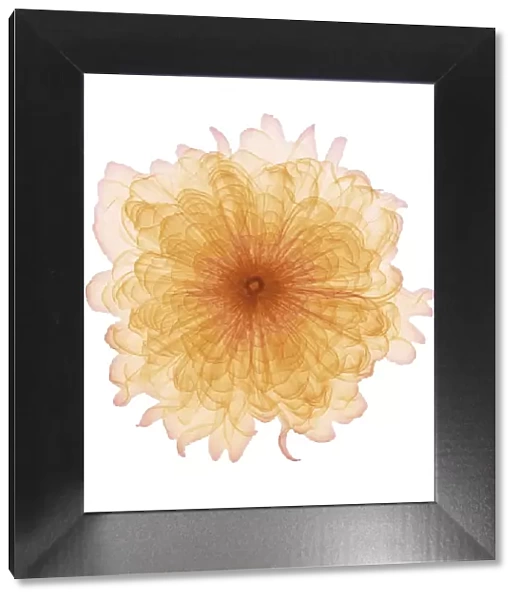 Marigold (Tagetes sp. ) flower head, X-ray