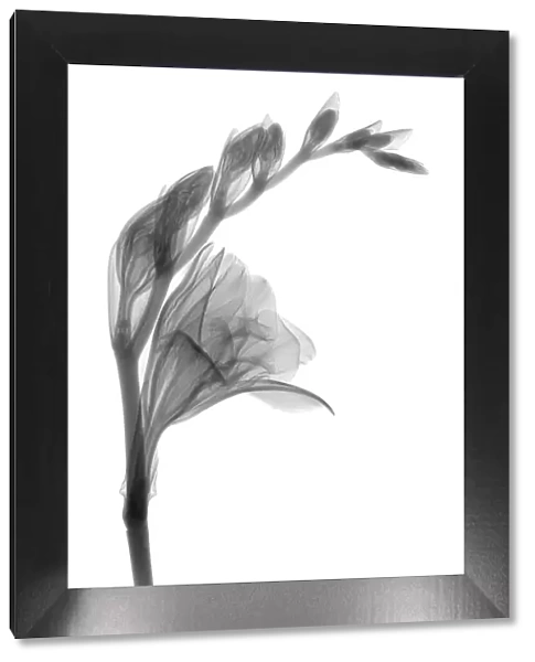 Gladiolus, X-ray