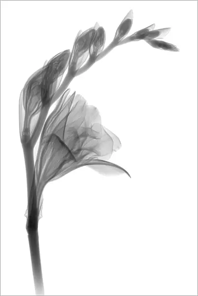 Gladiolus, X-ray