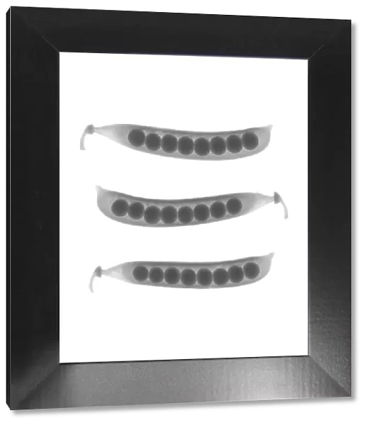 Vertical row of three pea pods, X-ray