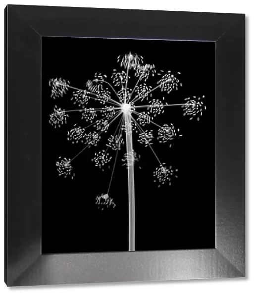 Cow parsley (Anthriscus sylvestris), X-ray