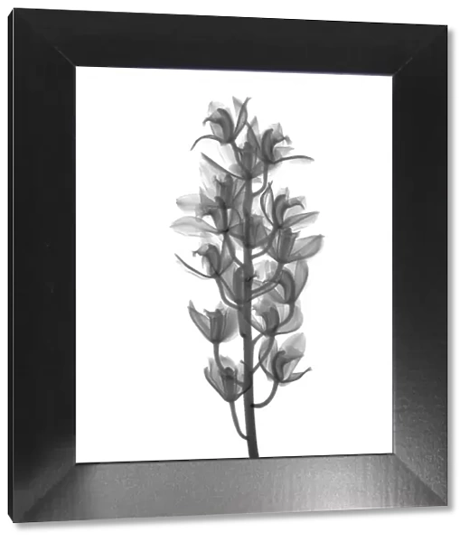 Orchid (Cymbidium sp. ), X-ray