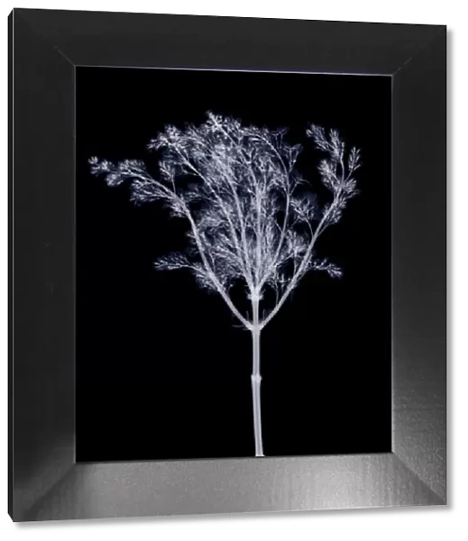 Lilac (Syringa sp. ), X-ray