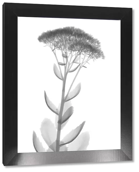 Stonecrop (Sedum sp. ), X-ray