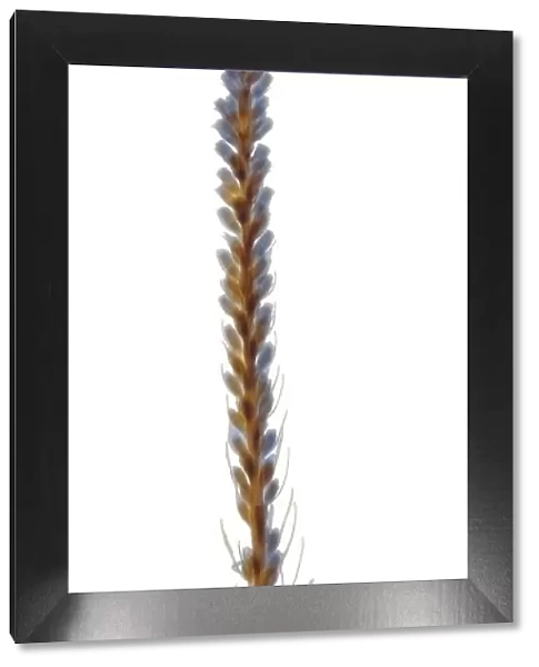 Weed with blue flowers, X-ray