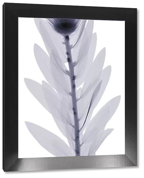 Flower with leaves, X-ray