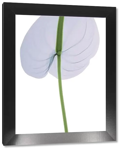 Pastel blue lily (Anthurium sp. ), X-ray