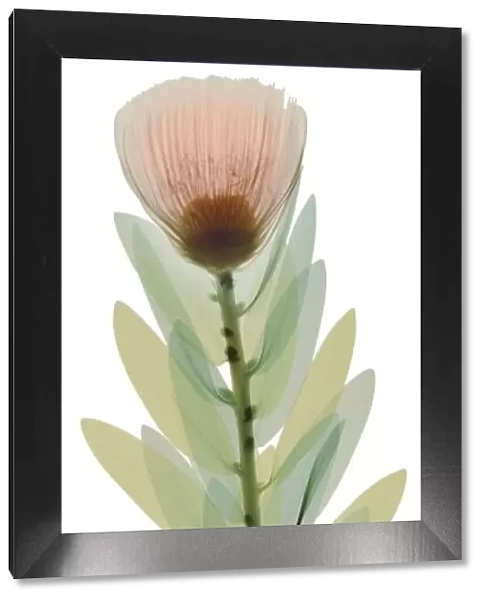 Pink flower with leaves, X-ray