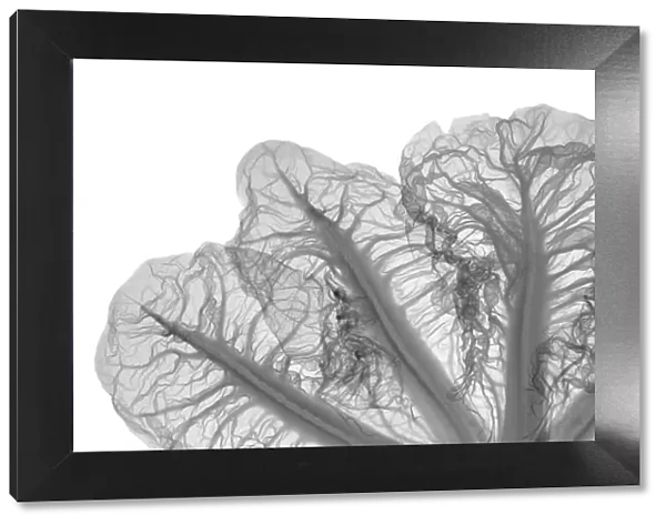 Crest cabbage (Brassica sp. ), X-ray