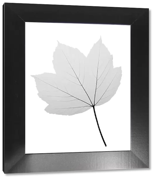 Maple (Acer sp. ), X-ray