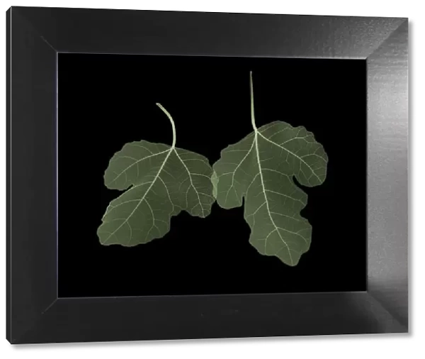Two green fig (Ficus carica) leaves overlapping, X-ray