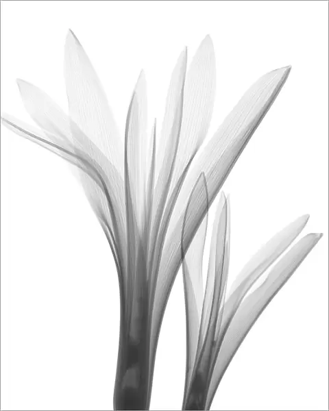 Tulip (Tulipa sp. ), X-ray
