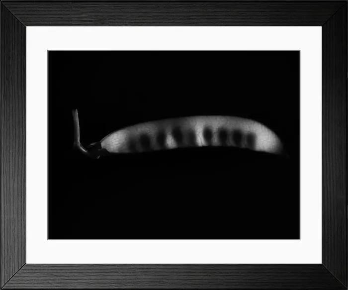 Framed Print : peas-X-Ray Framed Print : peas-X-Ray