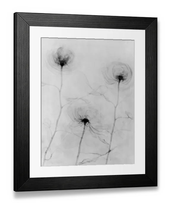 Framed Print : X-Ray Three Roses Framed Print : X-Ray Three Roses