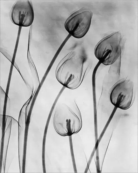 X-Ray Tulips On White