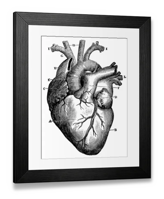 Framed Print : XXXL Very Detailed Human Heart Framed Print : XXXL Very Detailed Human Heart
