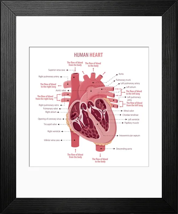 Framed Print : Female Body Lingerie Organs color 2 Framed Print : Female Body Lingerie Organs color 2