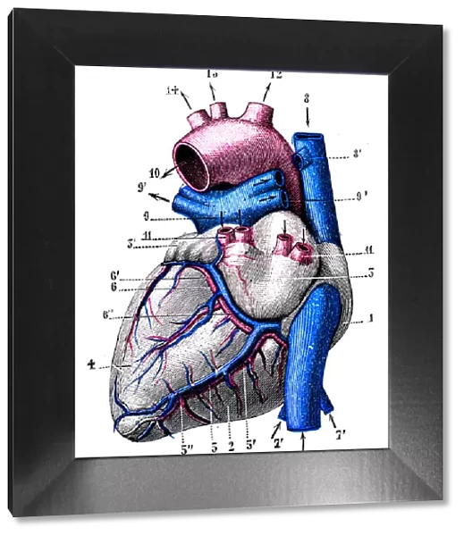 Antique medical scientific illustration high-resolution: Heart