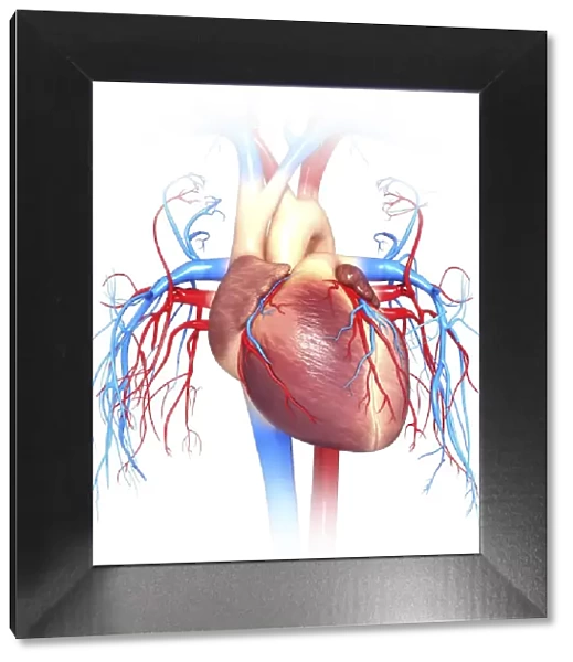 Human heart, computer artwork