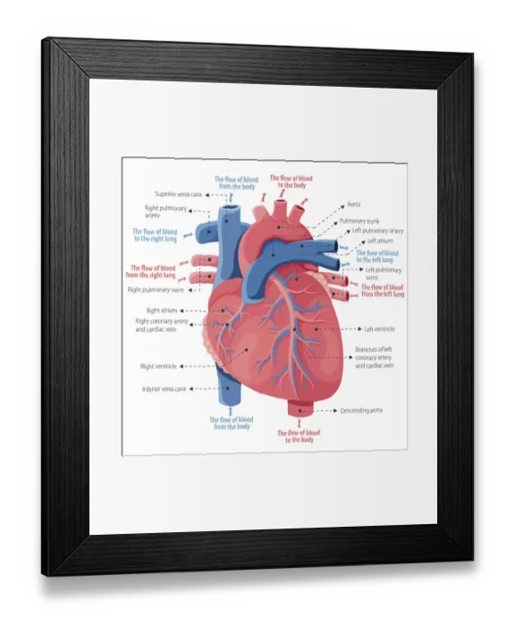 Framed Print : Inima Sectiune 2 Framed Print : Inima Sectiune 2