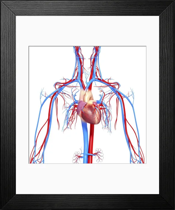 Framed Print : Cardiovascular system, artwork