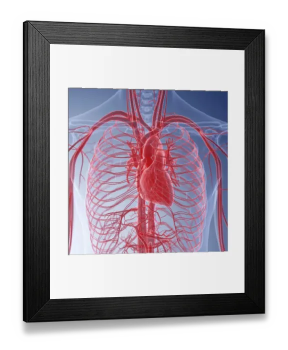 Framed Print : Illustration of the human heart Framed Print : Illustration of the human heart