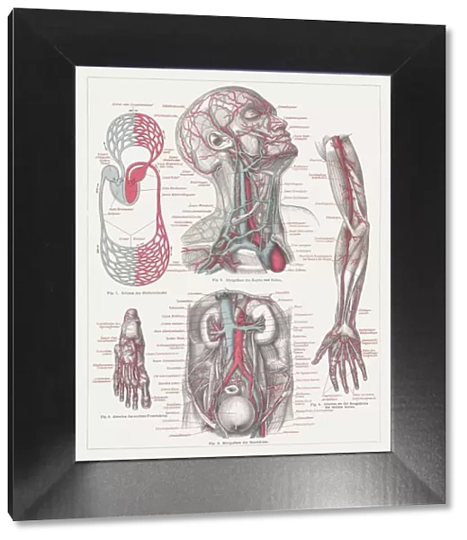 Anatomy of the human bloodstream, lithograph, published in 1874