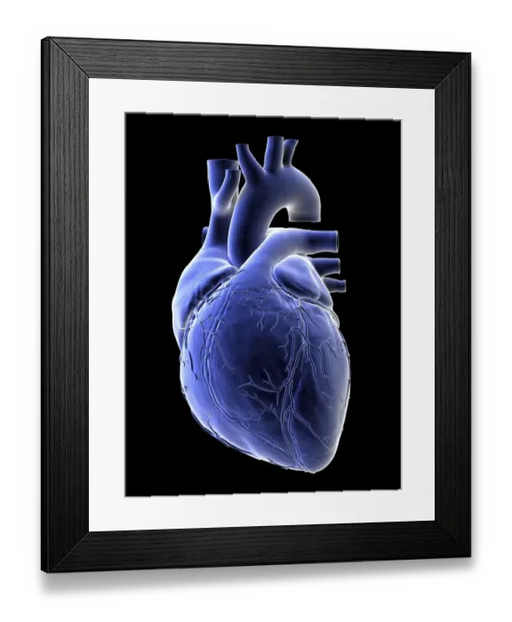 Framed Print : Illustration of a human heart Framed Print : Illustration of a human heart