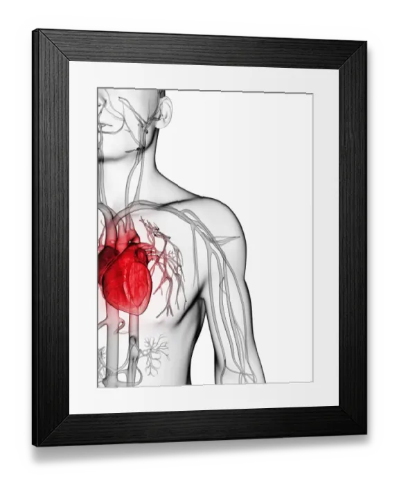 Framed Print : Human vascular system, artwork Framed Print : Human vascular system, artwork