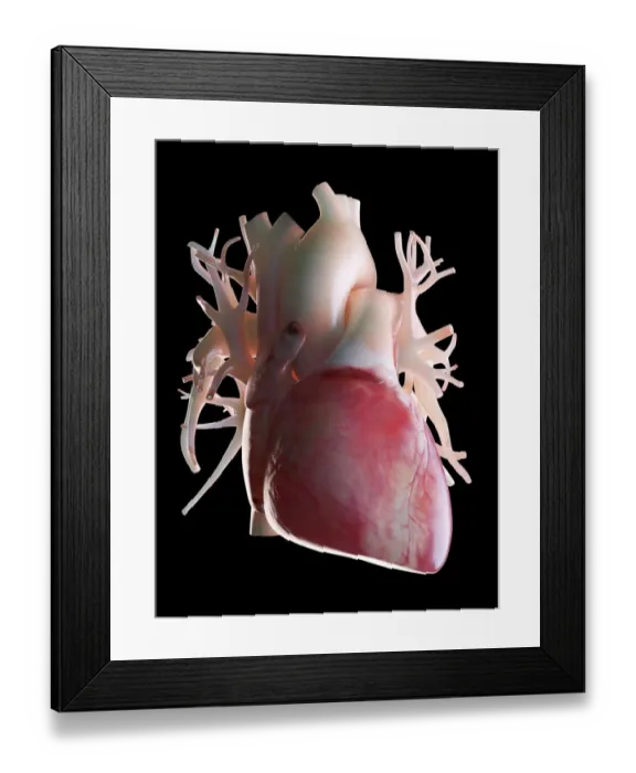 Framed Print : Illustration of a human heart Framed Print : Illustration of a human heart