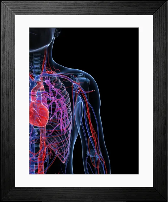 Framed Print : Male cardiovascular system, artwork Framed Print : Male cardiovascular system, artwork