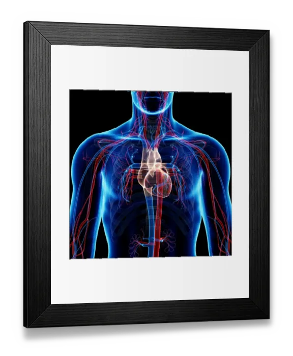 Framed Print : Cardiovascular system, artwork Framed Print : Cardiovascular system, artwork