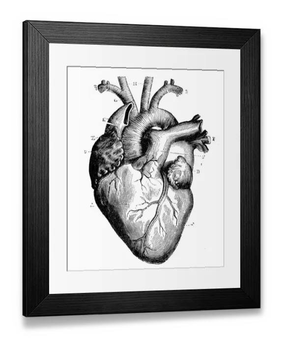 Framed Print : Antique medical scientific illustration high-resolution: heart Framed Print : Antique medical scientific illustration high-resolution: heart