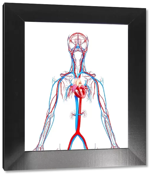 Cardiovascular system, artwork