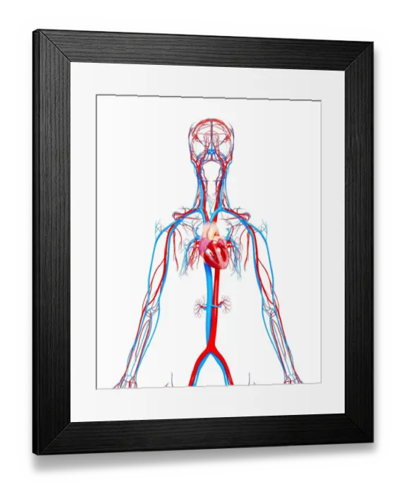 Framed Print : Cardiovascular system, artwork Framed Print : Cardiovascular system, artwork