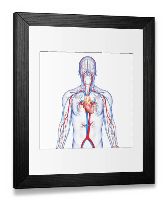 Framed Print : Cardiovascular system, artwork Framed Print : Cardiovascular system, artwork