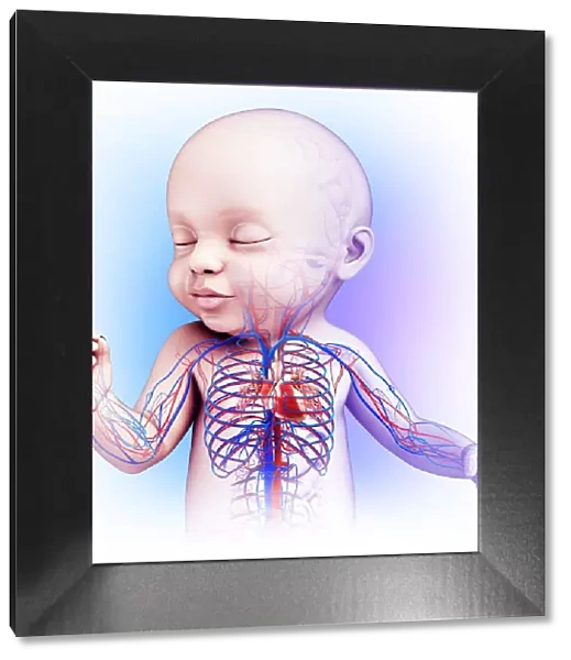 Babys heart and circulatory system, illustration