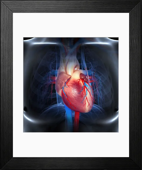 Framed Print : Human heart, artwork Framed Print : Human heart, artwork