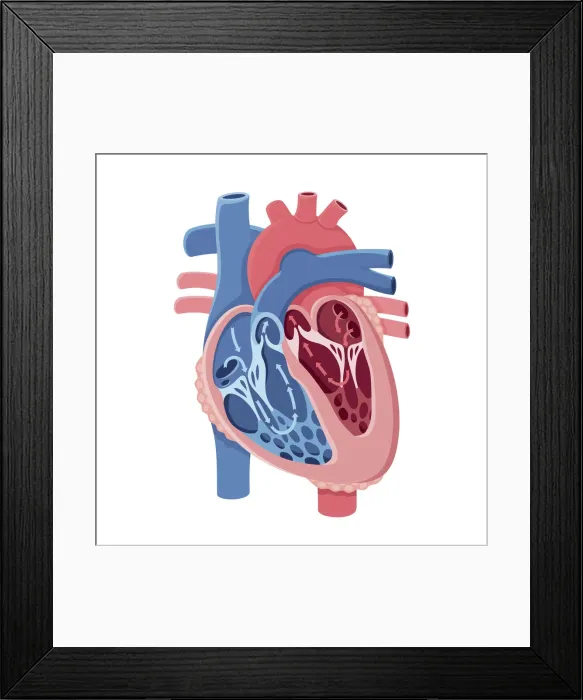 Framed Print : Inima Sectiune Framed Print : Inima Sectiune