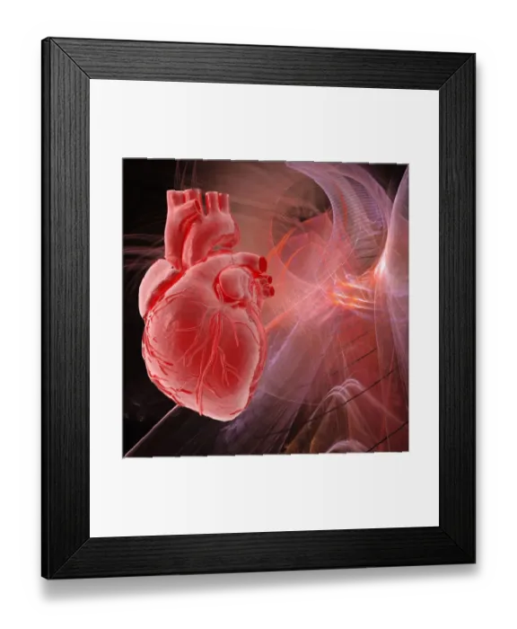 Framed Print : Human heart, artwork Framed Print : Human heart, artwork
