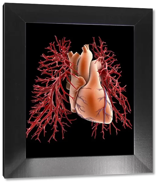 Circulatory system of heart and lungs