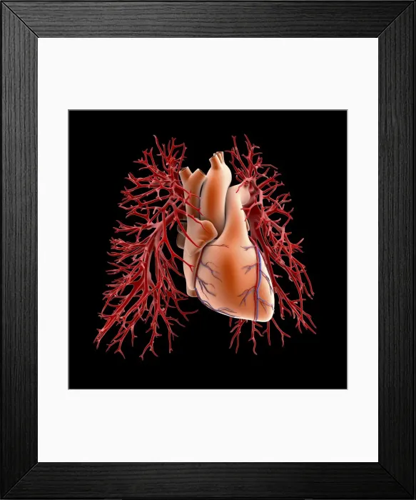 Framed Print : Circulatory system of heart and lungs